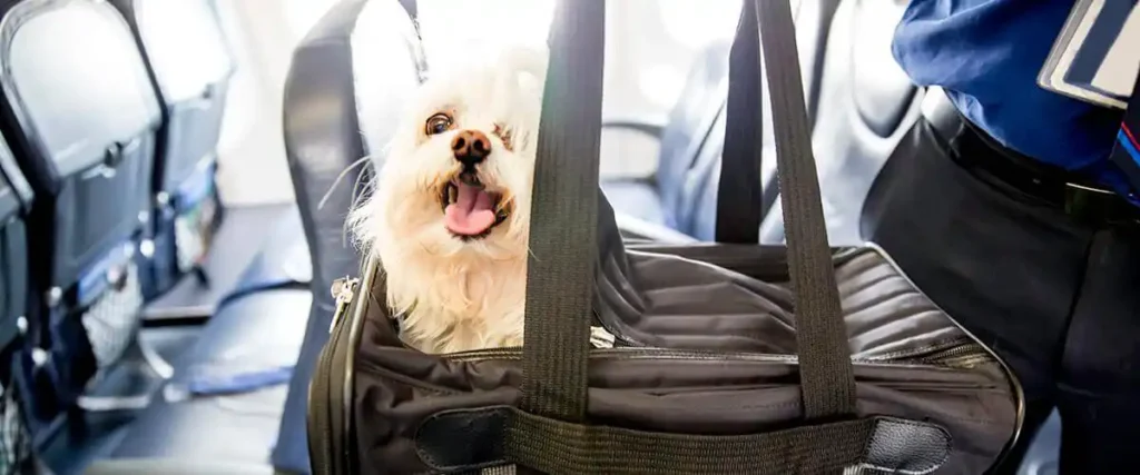 Turkish Airlines Pet-Friendly Policies