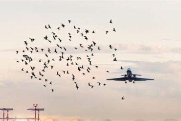 Birdtam