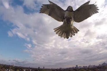 Drone Attacked by a Hawk: The Hidden Battle in the Skies