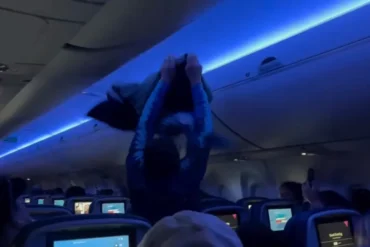 Delta Flight Plunges Into Chaos as Rogue Pigeons Disrupt Cabin Mid-Taxi