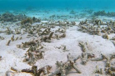 Guadeloupe’s Pigeon Islands: A Call to Action as Corals Face Collapse Amid Overtourism and Climate Change