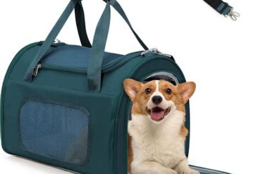 Delta Flight Diverts to Minneapolis After Dog Falls Ill Mid-Air, Causing Late Arrival at LAX