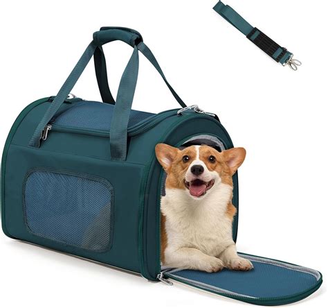 Delta Flight Diverts to Minneapolis After Dog Falls Ill Mid-Air