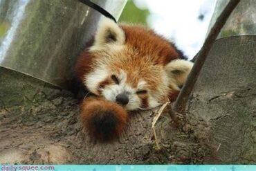 Red Panda Wake-Up Calls in China's Hotel Suspended: A Deep Dive into the Controversy