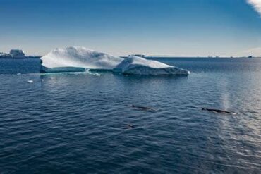Exploring Greenland Tourism in 2025: Whale Watching, Cultural Experiences, and Sustainable Travel Opportunities