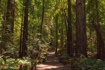 How to Get To Sonoma County