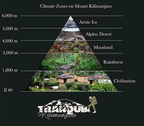 Mount Kilimanjaro's Unique Ecosystem Unveils New High-Altitude Amphibian Species