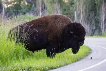 The One Essential Item Visitors Regret Leaving Behind at Yellowstone National Park