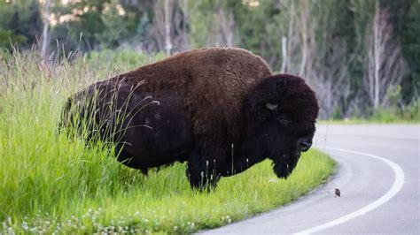 The One Essential Item Visitors Regret Leaving Behind at Yellowstone