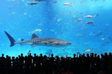 Rome's Aquarium Dream: A Financial and Legal Quagmire Threatening the Future of a Major Tourist Attraction