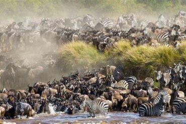 Tanzania and Kenya Unite to Elevate Global Tourism Visibility with the Livestream of the Great Wildebeest Migration