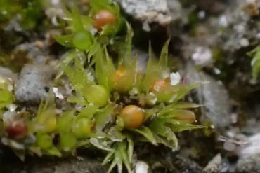 Moss in Space: How Physcomitrium Patens Survived Months Outside the ISS