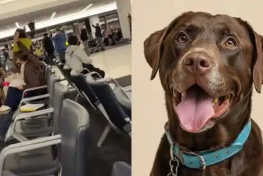 Delta Pilot Lets Passengers Vote on Flying With Dog Urine at LaGuardia