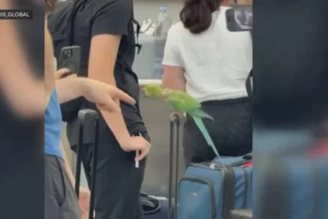 Green Parrot-Like Bird Sparks Chaos in Chicago O’Hare Terminal 5, Biting Passengers for Hours
