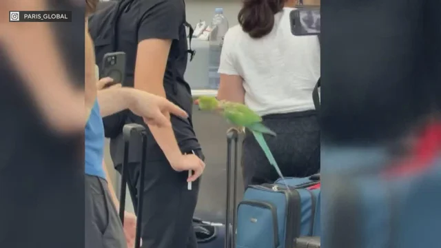 Green Parrot-Like Bird Sparks Chaos in Chicago O’Hare Terminal 5, Biting Passengers for Hours